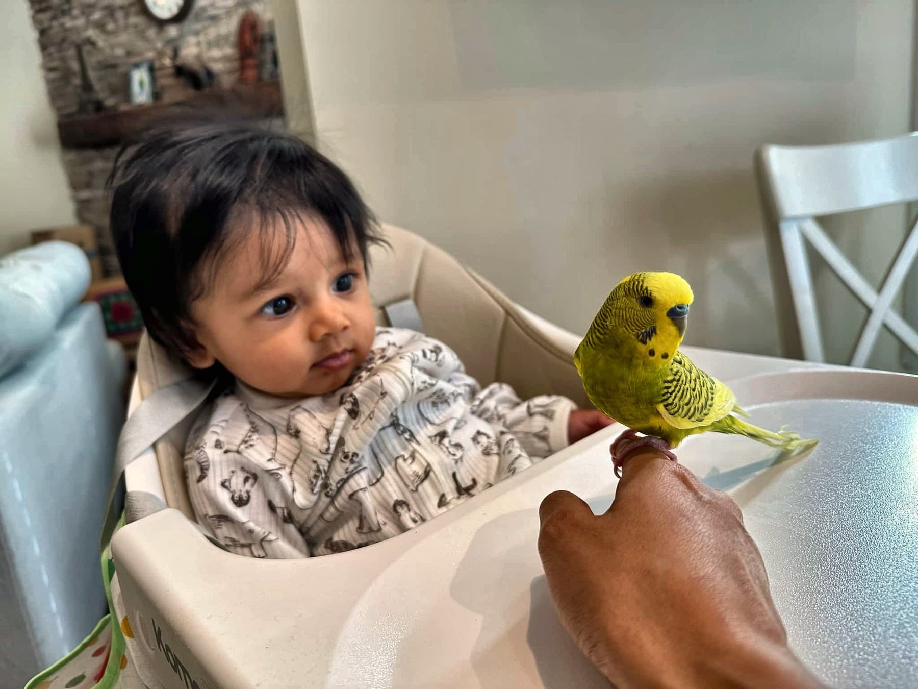 A baby in a high chair watching a yellow budgie perched on an adult's finger