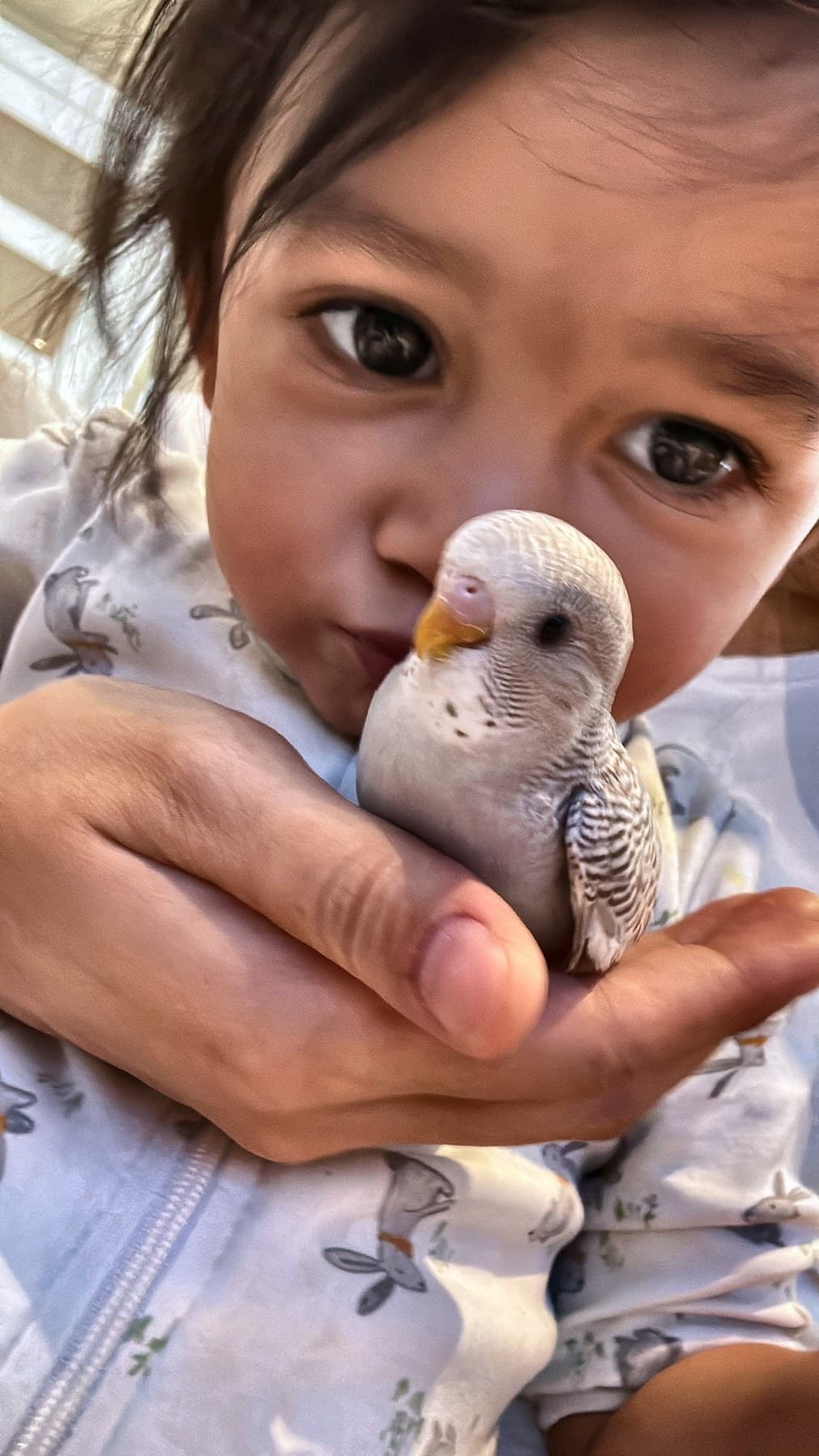 A toddler pressing her face close to a budgie held in an adult's hand