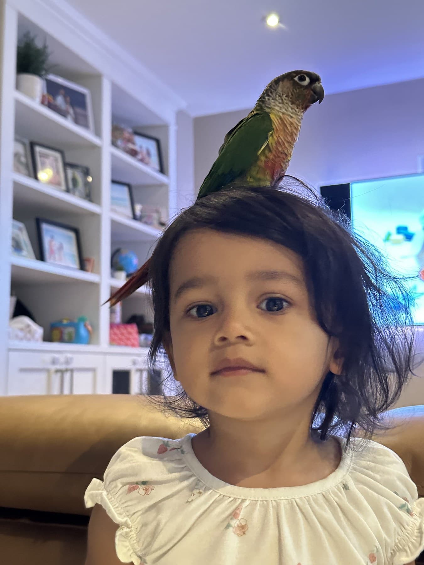 A toddler looking at the camera with a conure perched on top of her head