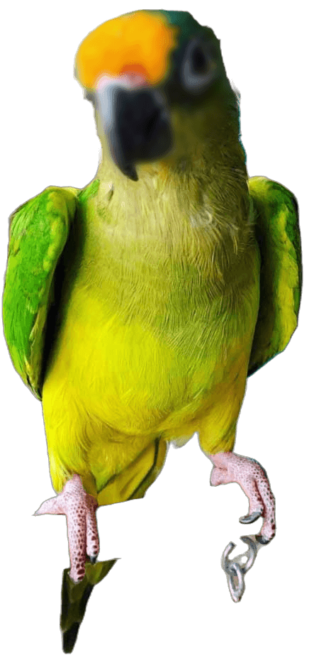 A conure boarding at Bird Sitting Toronto