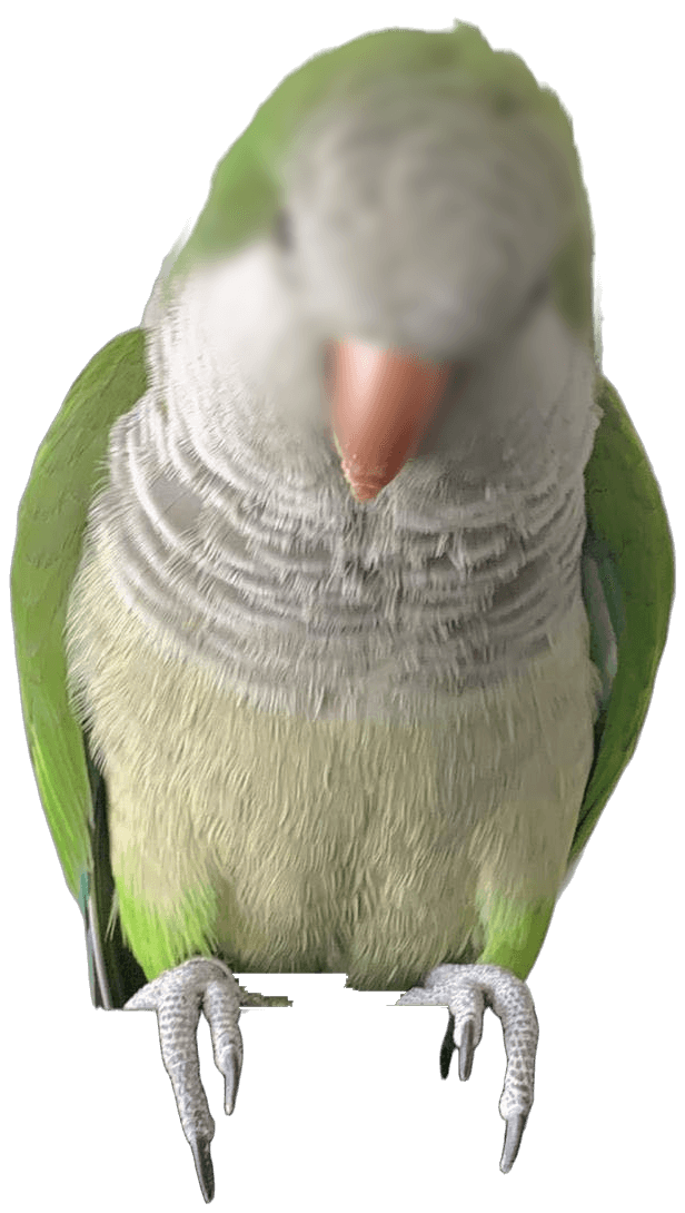 A quaker parrot boarding at Bird Sitting Toronto, looking straight at the camera
