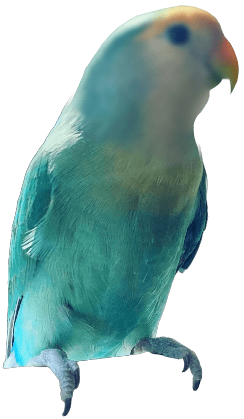 A lovebird boarding at Bird Sitting Toronto
