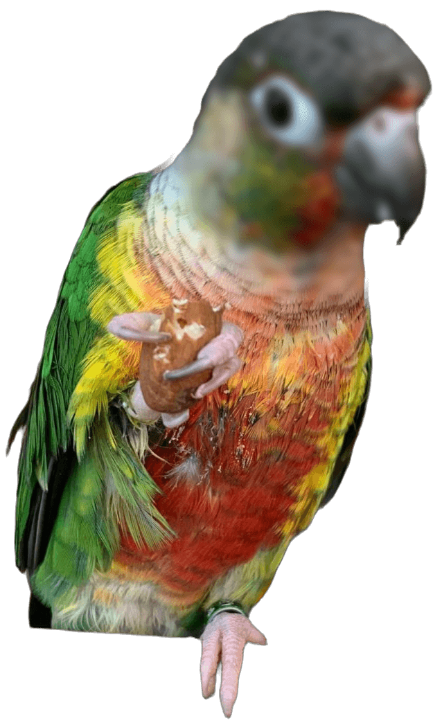 A conure boarding at Bird Sitting Toronto