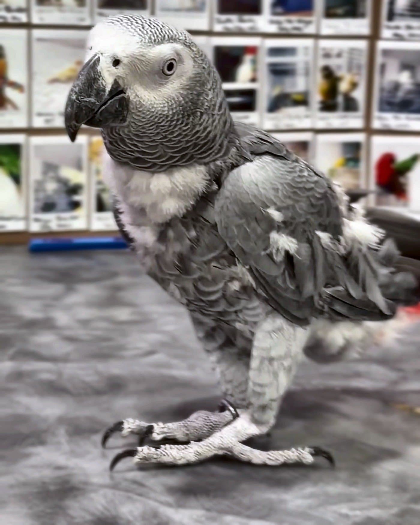 An African grey who stayed with us, standing on a grey rug in front of our wall of guest photos