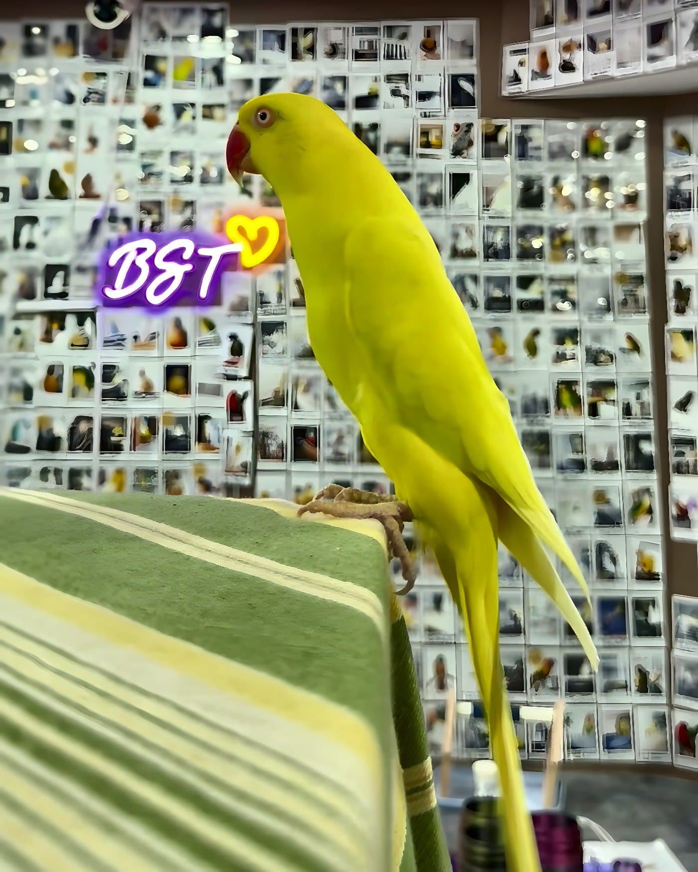 An Indian ringneck who stayed with us