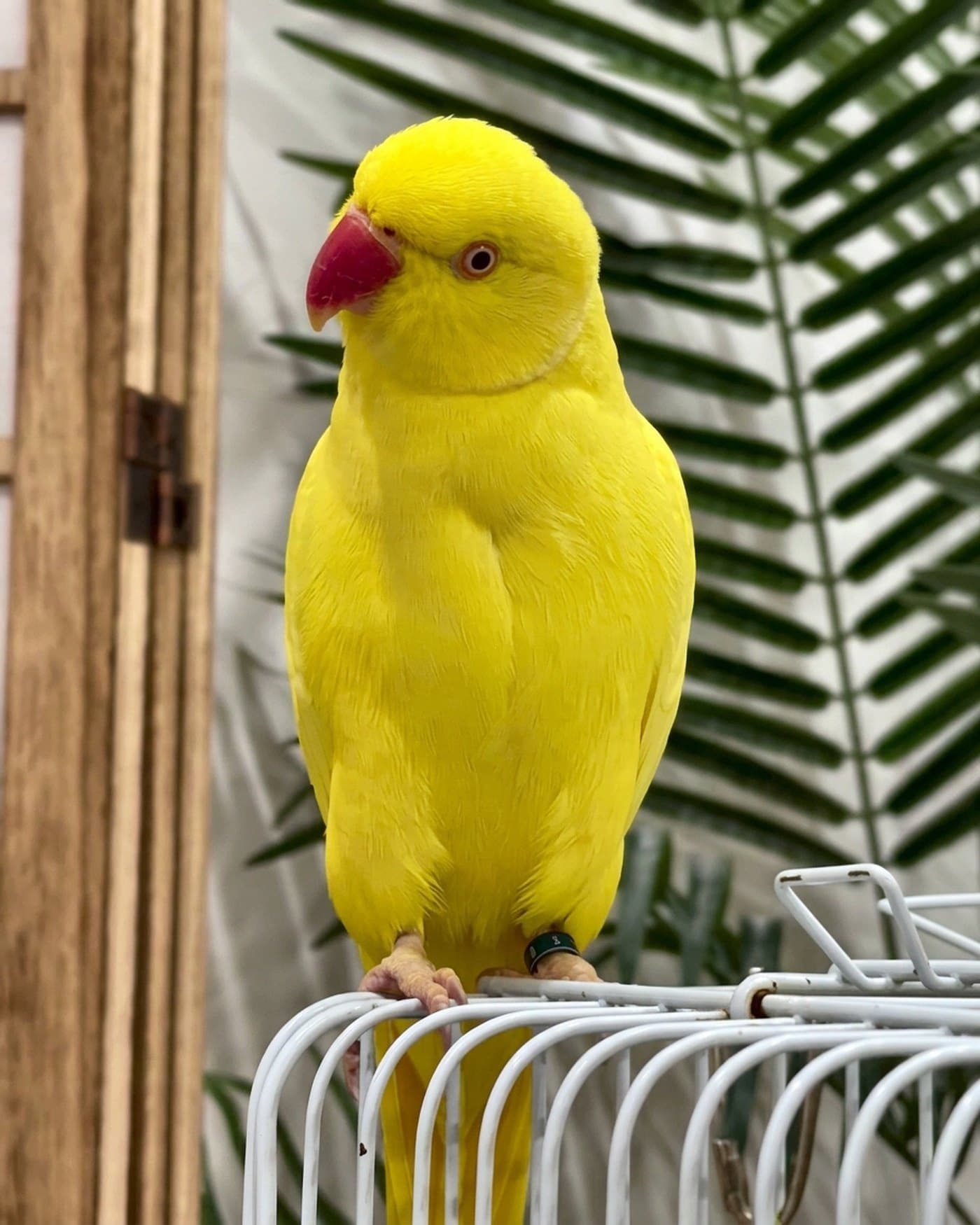 A yellow Indian ringneck boarding with us, on top of a cage in front of a palm leaf