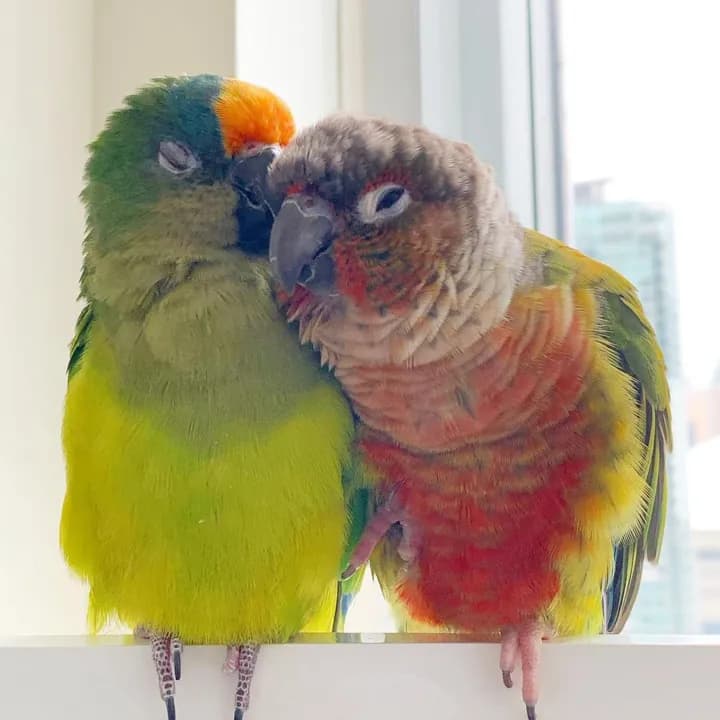 Apollo, a green and yellow conure with an orange forehead, leaning into Miko, a green-cheeked conure with a red front, on a white ledge by a window