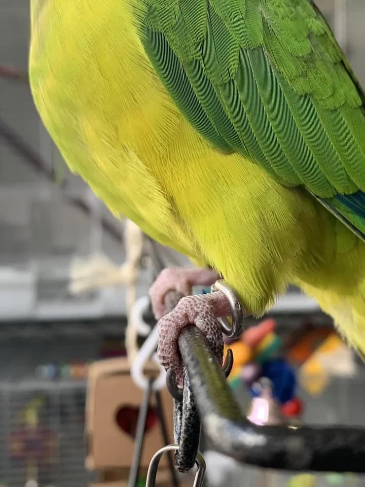 Close-up of Apollo's yellow-green front and green wing, with a steel band on his leg as he grips a black perch
