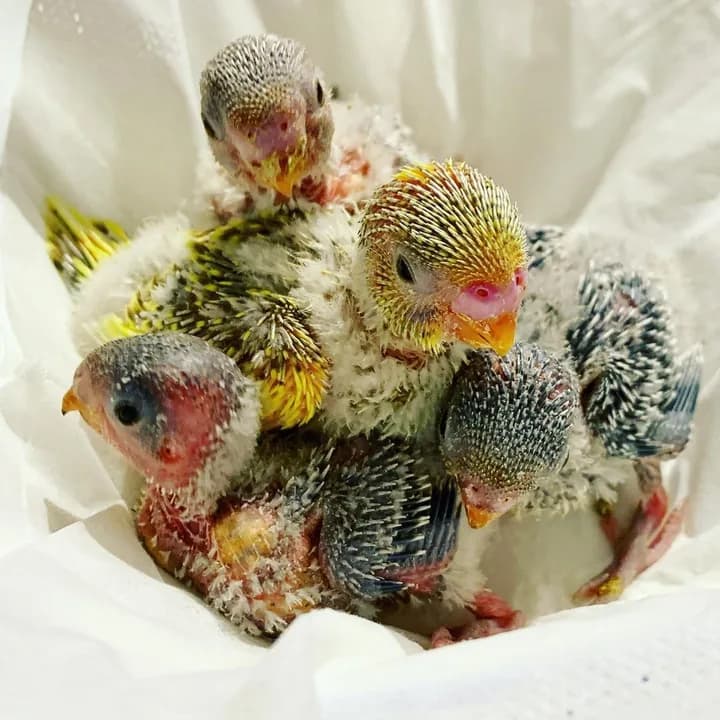 Four baby budgies still in their pin feathers, huddled together in a soft white cloth
