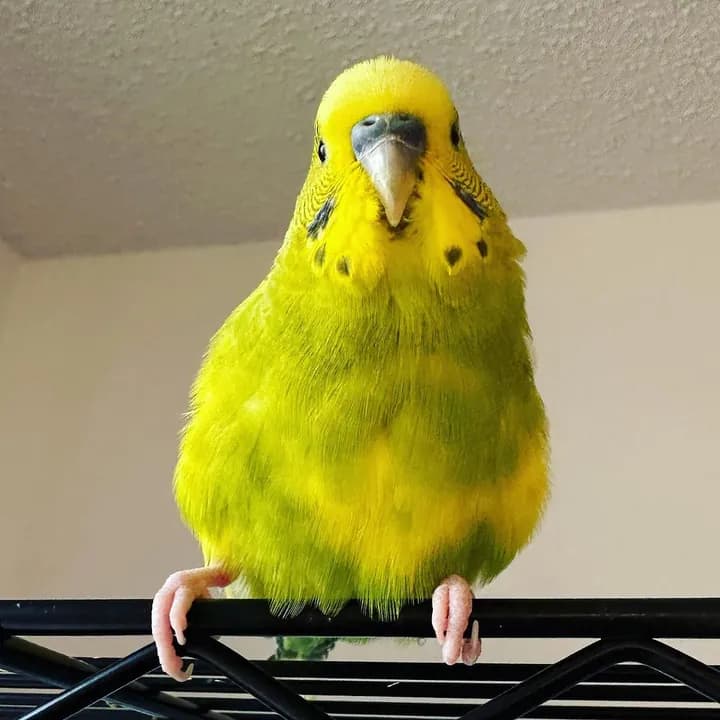 Mango, a bright yellow budgie, standing on a wire shelf