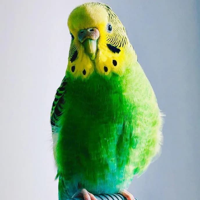 Matcha, a green budgie with a yellow face, looking straight at the camera
