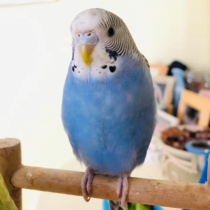 Maui, a blue budgie with a white face, on a wooden perch