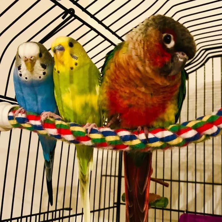 Samantha’s own three birds, a green-cheeked conure and two budgies, one blue and one green, side by side on a striped rope perch