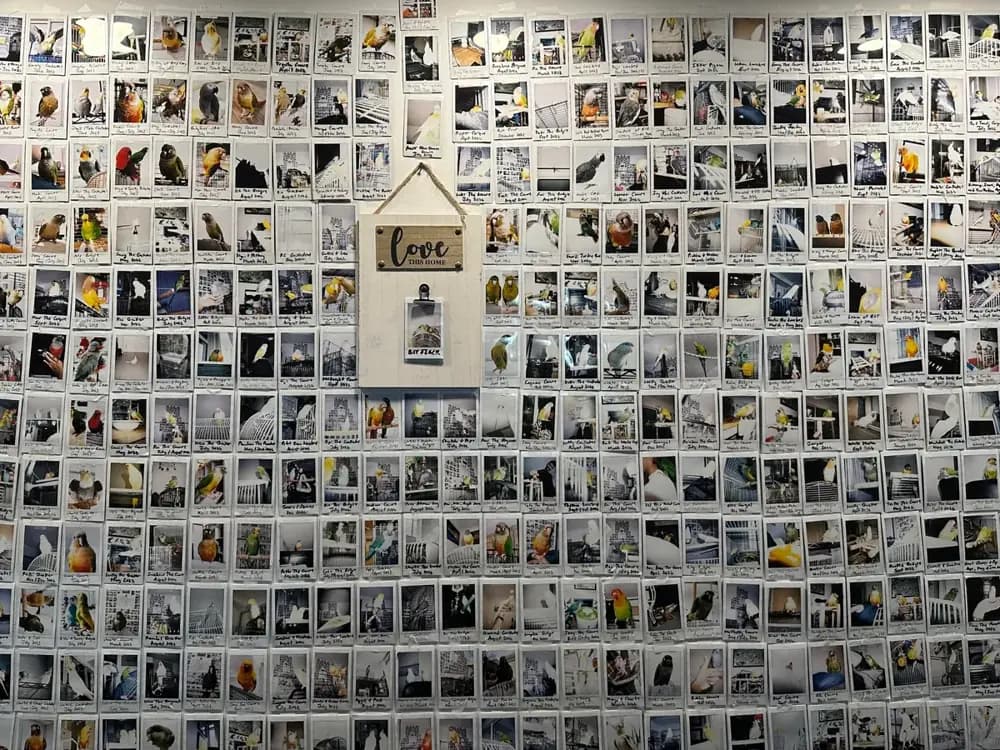 A wall covered edge to edge in hundreds of small polaroid photographs of birds, with a little wooden house sign in the middle