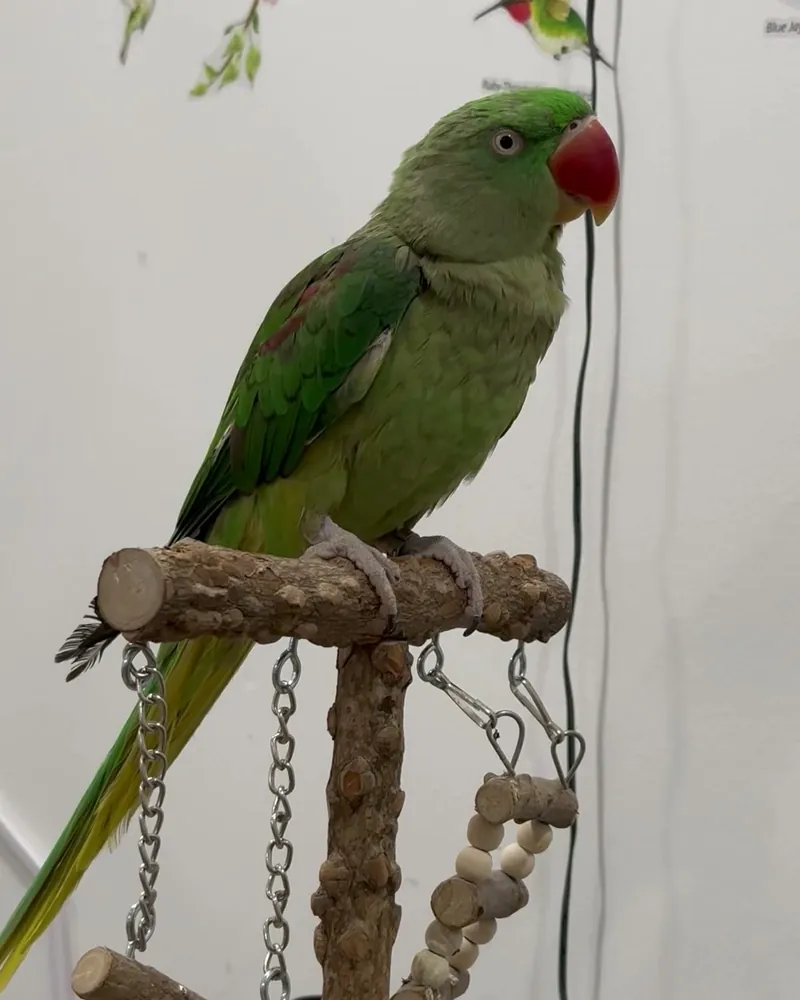 An Alexandrine parakeet who stayed with us