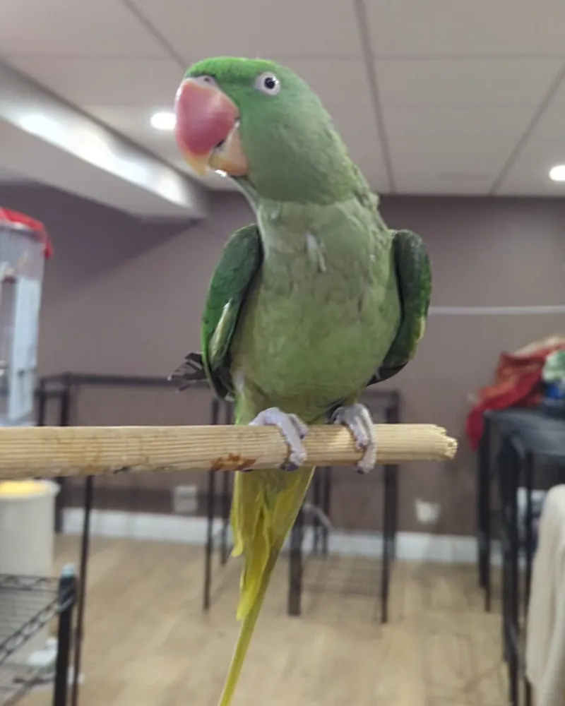 An Alexandrine parakeet who stayed with us