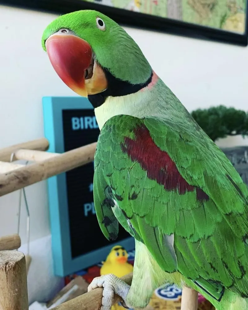 An Alexandrine parakeet who stayed with us
