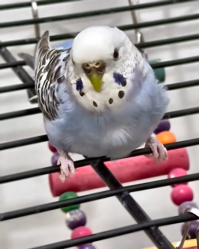 A budgie who stayed with us
