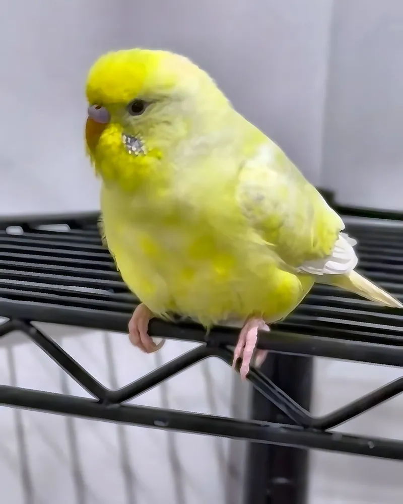 A budgie who stayed with us