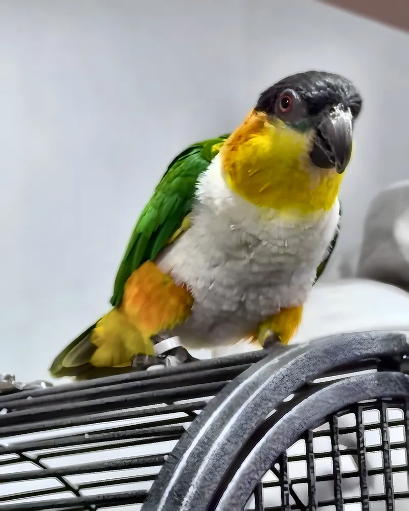 A caique who stayed with us