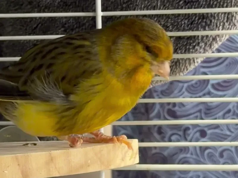 A canary who stayed with us