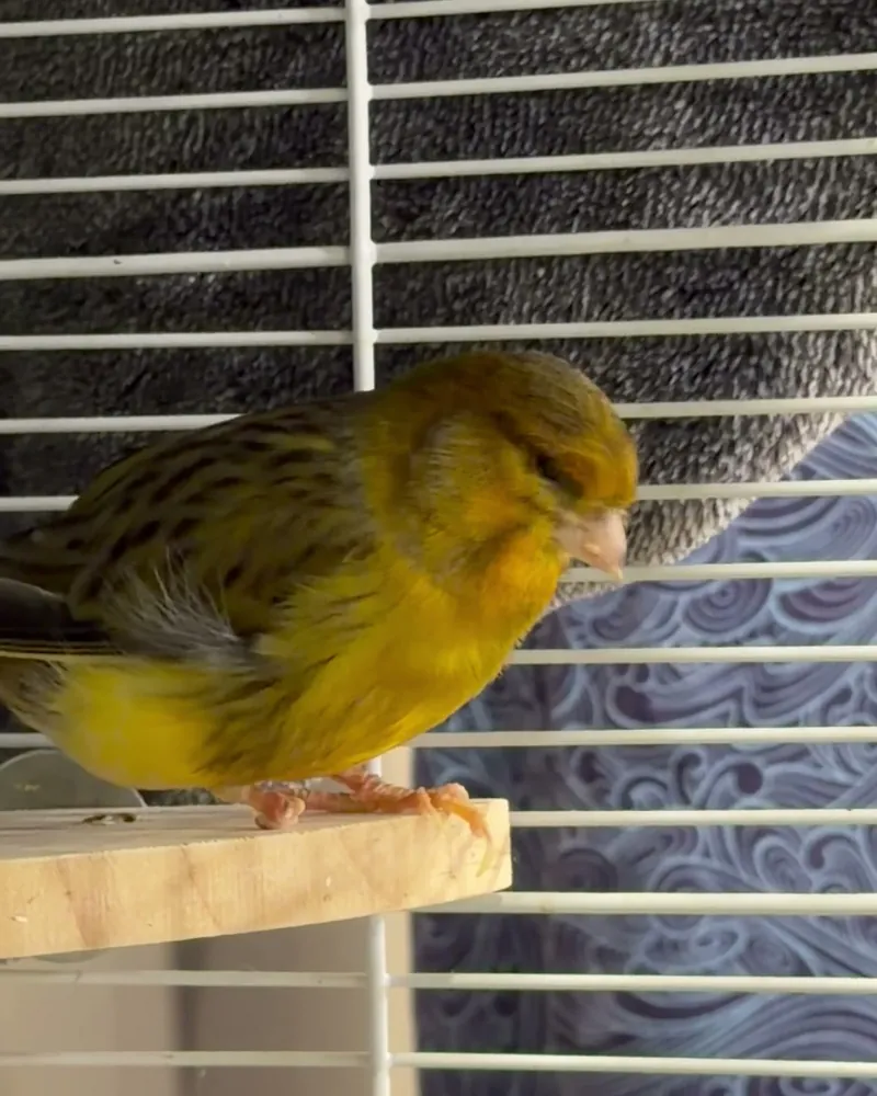 A canary who stayed with us