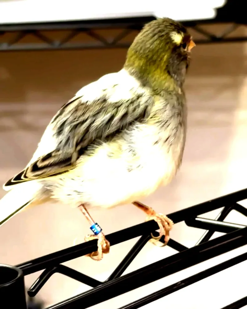 A canary who stayed with us