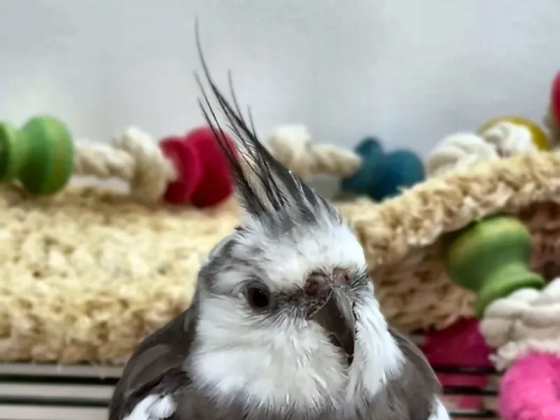A cockatiel who stayed with us