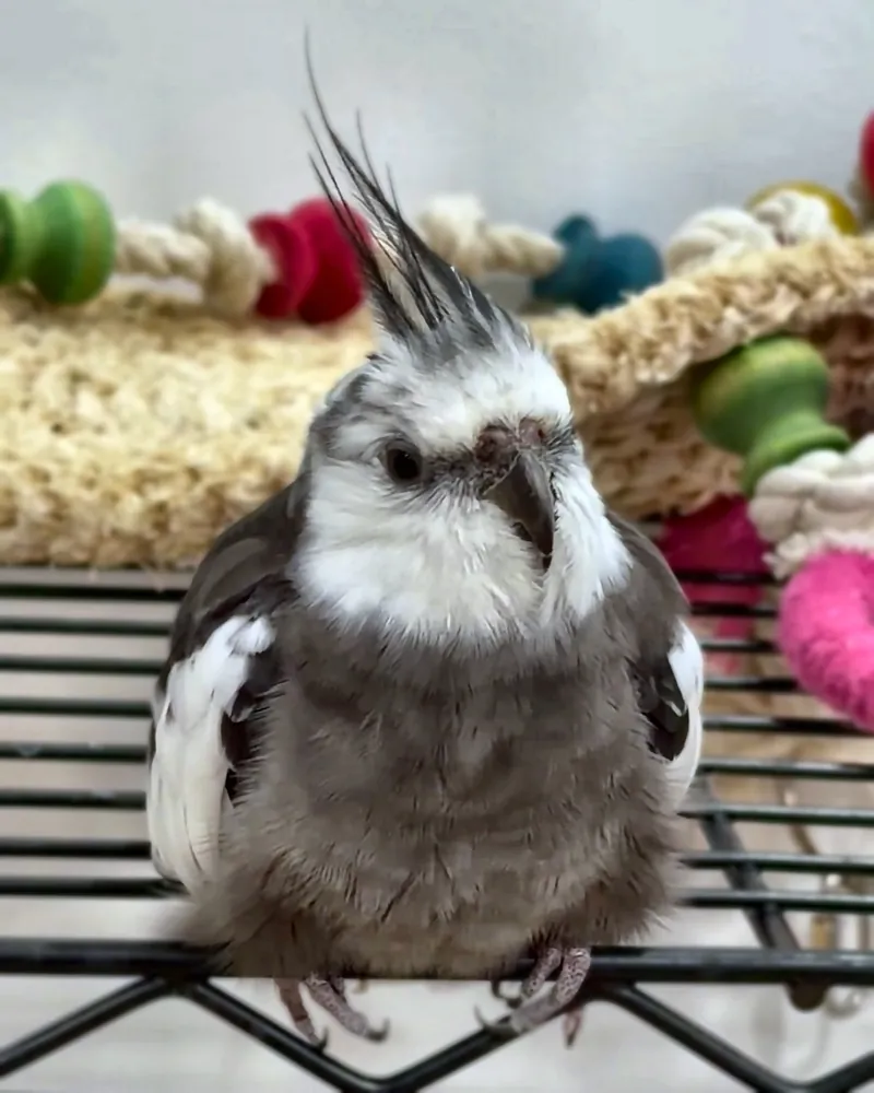 A cockatiel who stayed with us