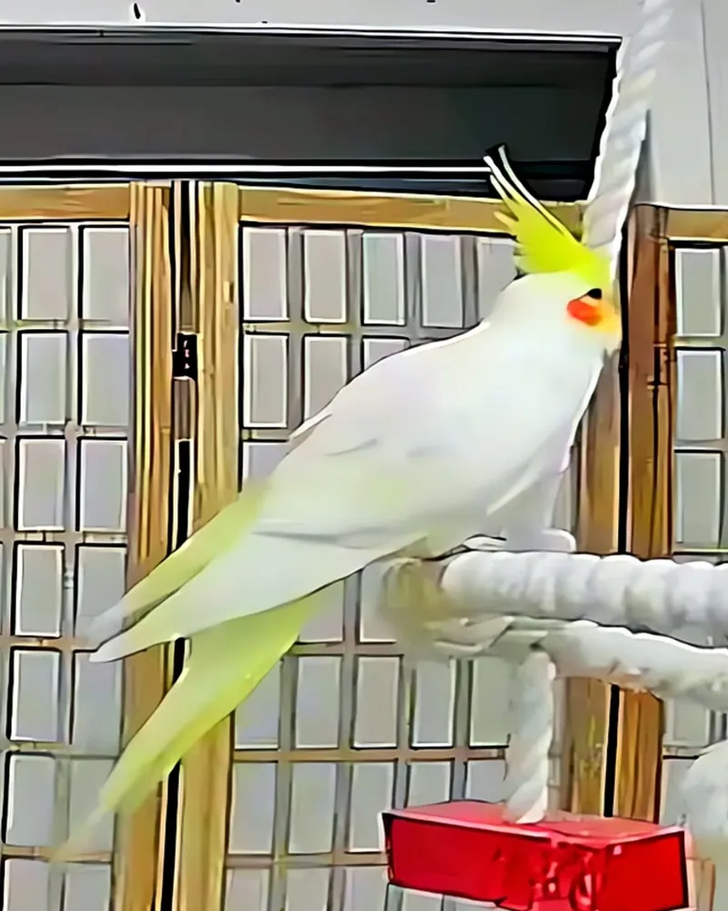 A cockatiel who stayed with us