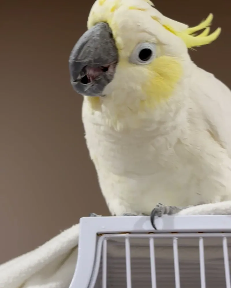 A cockatoo who stayed with us