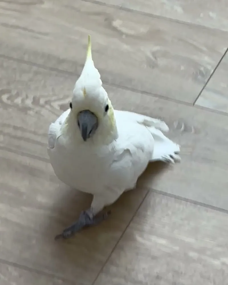 A cockatoo who stayed with us