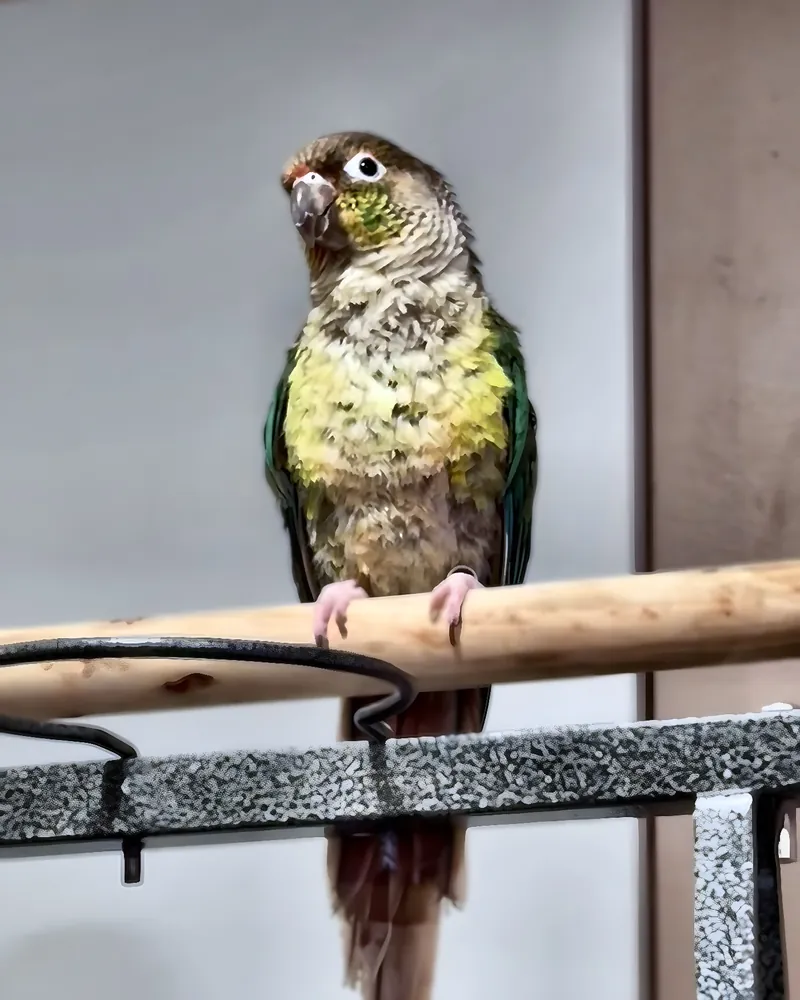 A conure who stayed with us