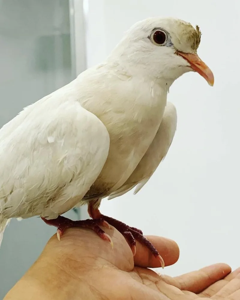 A dove who stayed with us