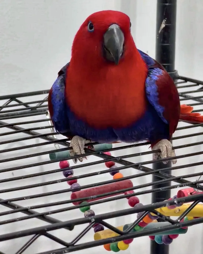 An eclectus who stayed with us