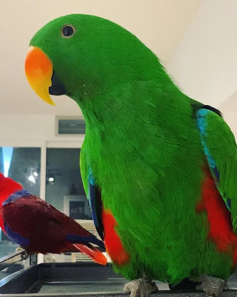 An eclectus who stayed with us