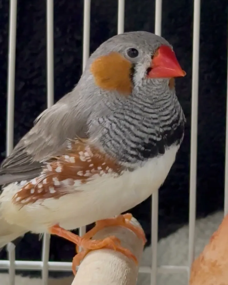 A finch who stayed with us