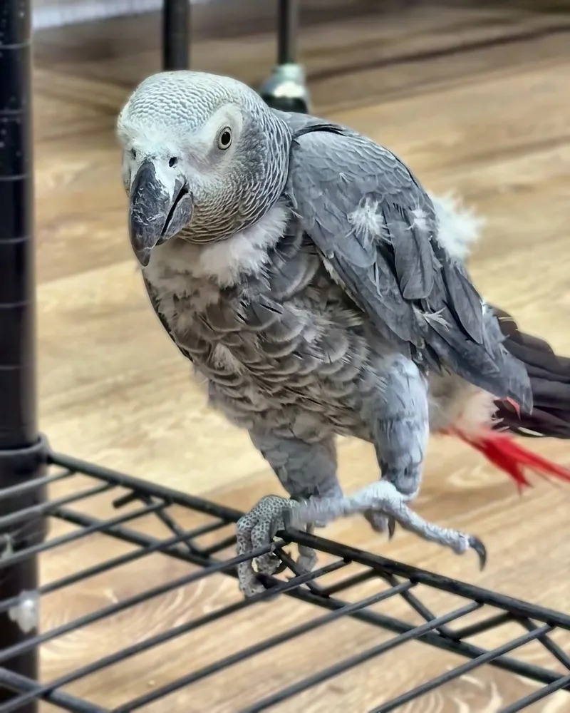 A Congo African grey who stayed with us