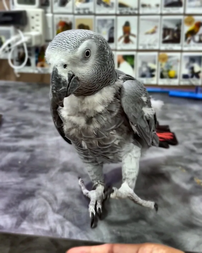A Congo African grey who stayed with us