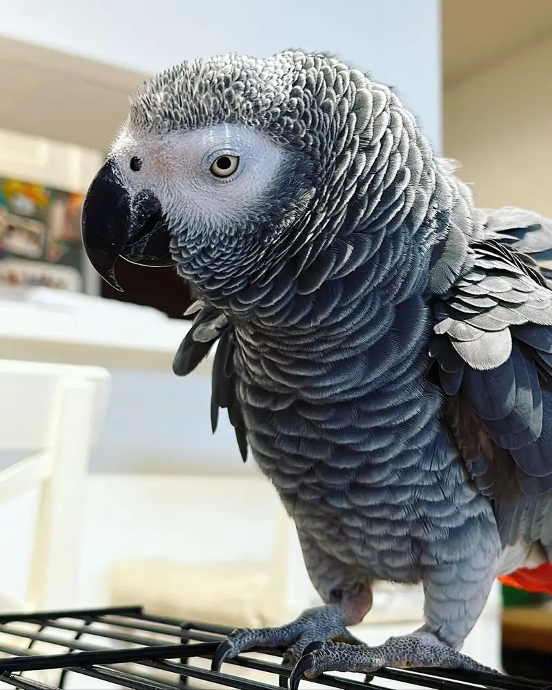 A Congo African grey who stayed with us
