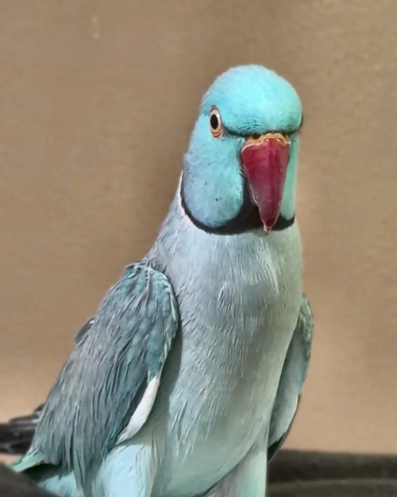 An Indian ringneck who stayed with us
