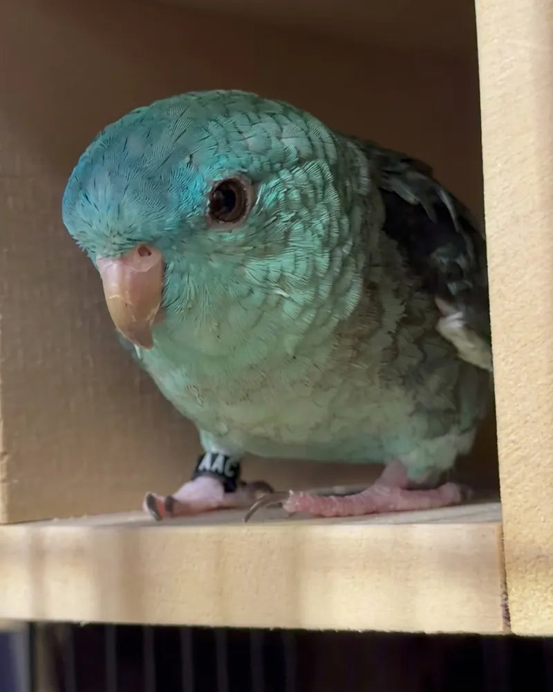 A linnie who stayed with us
