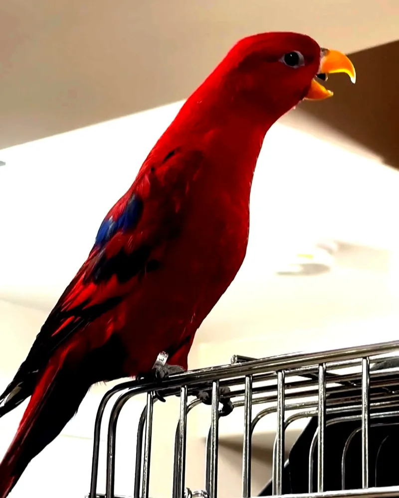 A lorikeet who stayed with us