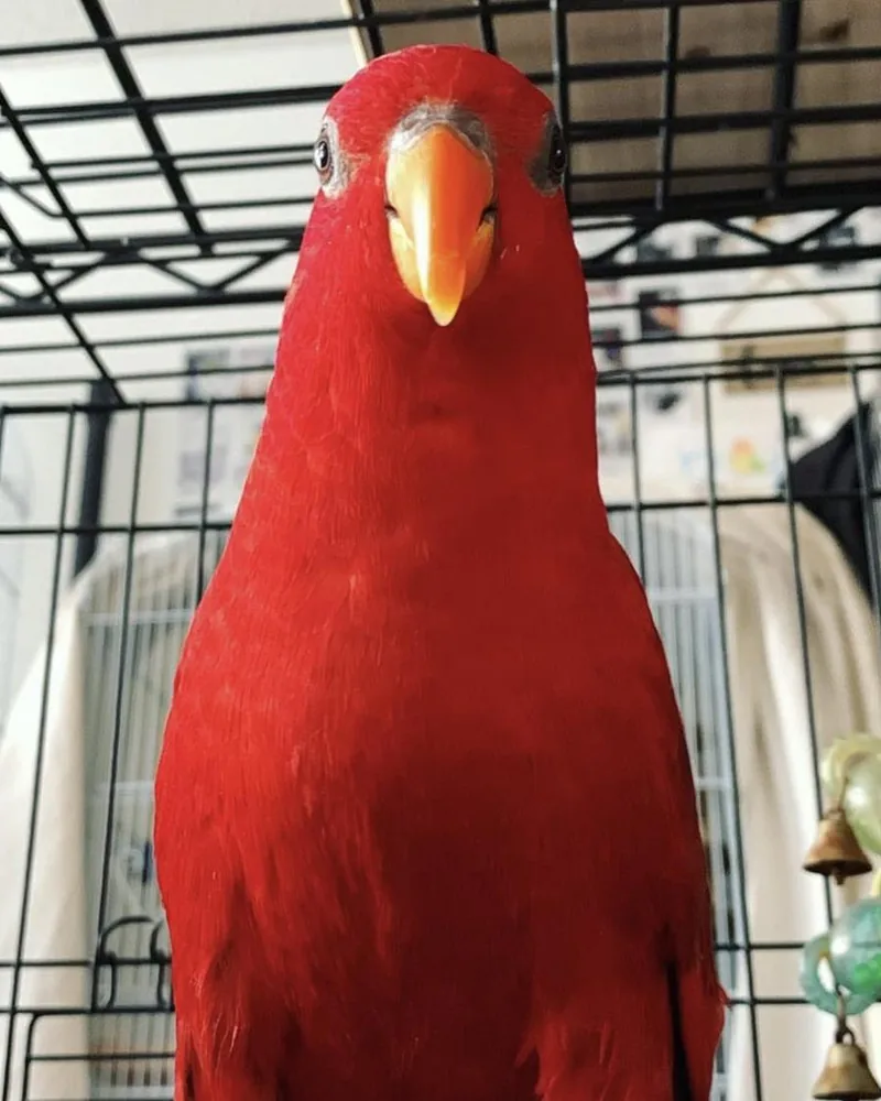 A lorikeet who stayed with us