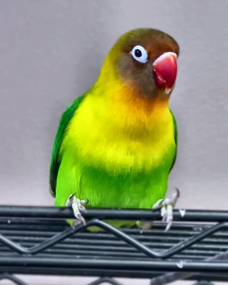 A lovebird who stayed with us