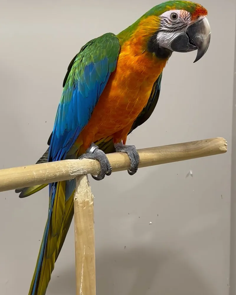 A macaw who stayed with us
