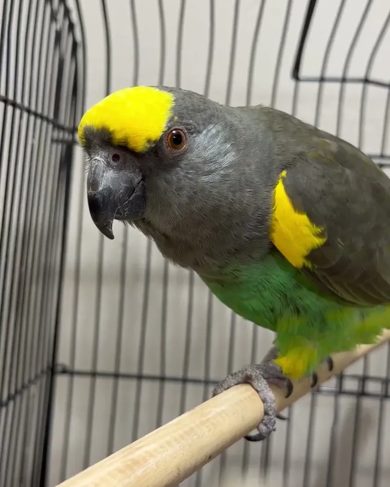 A Meyer's parrot who stayed with us