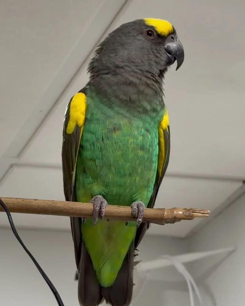 A Meyer's parrot who stayed with us