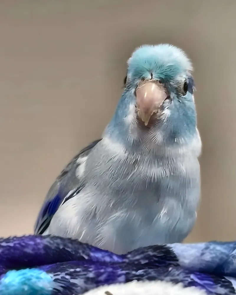 A parrotlet who stayed with us