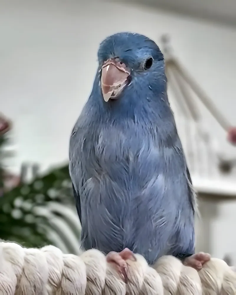 A parrotlet who stayed with us
